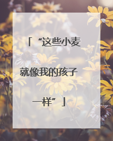 “这些小麦就像我的孩子一样”