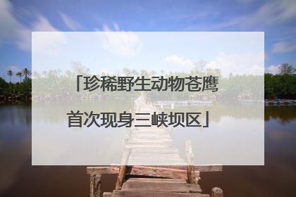 珍稀野生动物苍鹰首次现身三峡坝区