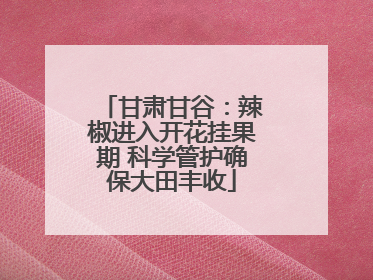 甘肃甘谷：辣椒进入开花挂果期 科学管护确保大田丰收