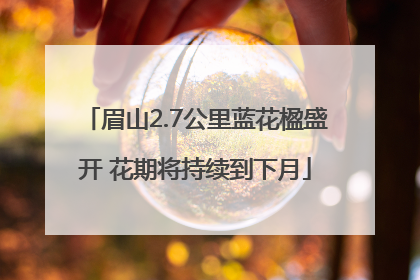 眉山2.7公里蓝花楹盛开 花期将持续到下月