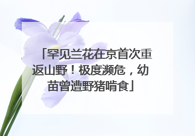 罕见兰花在京首次重返山野！极度濒危，幼苗曾遭野猪啃食