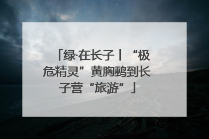 绿·在长子丨“极危精灵”黄胸鹀到长子营“旅游”