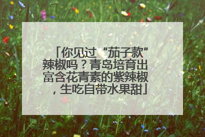 你见过“茄子款”辣椒吗？青岛培育出富含花青素的紫辣椒，生吃自带水果甜