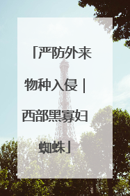 严防外来物种入侵｜西部黑寡妇蜘蛛