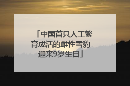 中国首只人工繁育成活的雌性雪豹迎来9岁生日