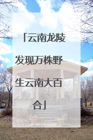云南龙陵发现万株野生云南大百合