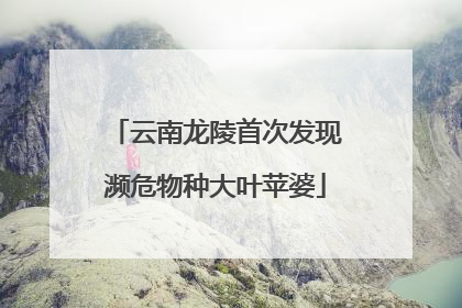 云南龙陵首次发现濒危物种大叶苹婆