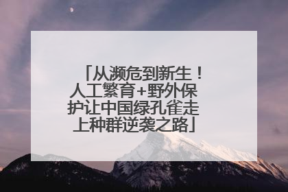 从濒危到新生！人工繁育+野外保护让中国绿孔雀走上种群逆袭之路