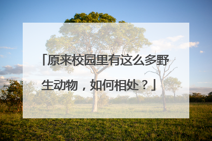 原来校园里有这么多野生动物，如何相处？