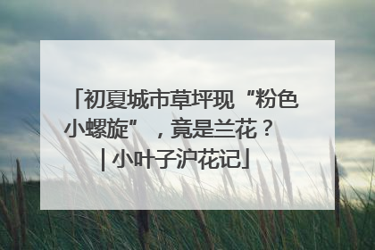 初夏城市草坪现“粉色小螺旋”，竟是兰花？ | 小叶子沪花记