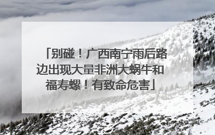 别碰！广西南宁雨后路边出现大量非洲大蜗牛和福寿螺！有致命危害