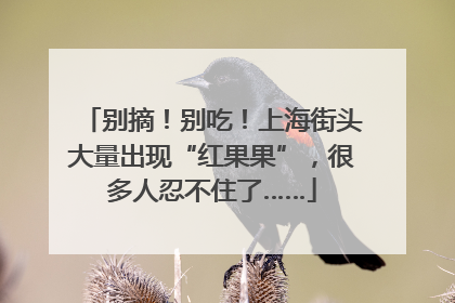 别摘！别吃！上海街头大量出现“红果果”，很多人忍不住了……