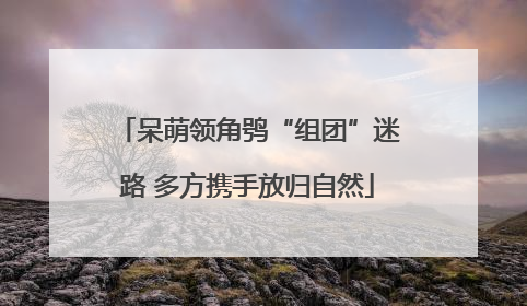 呆萌领角鸮“组团”迷路 多方携手放归自然