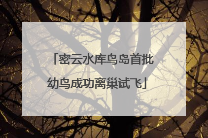 密云水库鸟岛首批幼鸟成功离巢试飞
