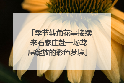 季节转角花事接续 来石家庄赴一场鸢尾绽放的彩色梦境