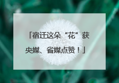 宿迁这朵“花”获央媒、省媒点赞！