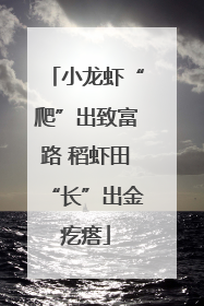 小龙虾“爬”出致富路 稻虾田“长”出金疙瘩