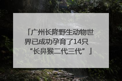 广州长隆野生动物世界已成功孕育了14只“长鼻猴二代三代”