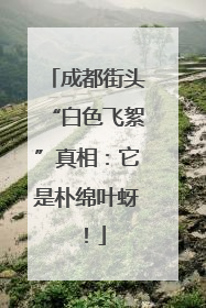 成都街头“白色飞絮”真相：它是朴绵叶蚜！