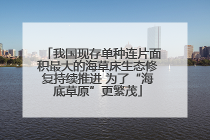 我国现存单种连片面积最大的海草床生态修复持续推进 为了“海底草原”更繁茂