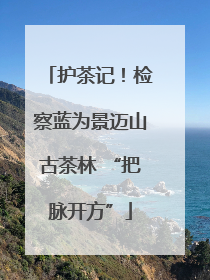 护茶记！检察蓝为景迈山古茶林 “把脉开方”