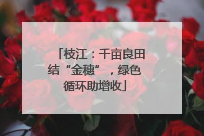 枝江：千亩良田结“金穗”，绿色循环助增收
