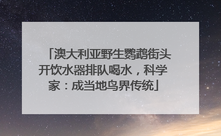 澳大利亚野生鹦鹉街头开饮水器排队喝水，科学家：成当地鸟界传统
