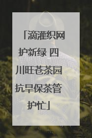滴灌织网护新绿 四川旺苍茶园抗旱保茶管护忙
