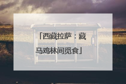 西藏拉萨：藏马鸡林间觅食