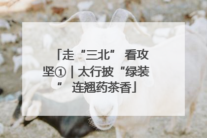走“三北” 看攻坚①｜太行披“绿装” 连翘药茶香