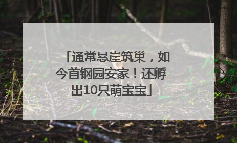 通常悬崖筑巢，如今首钢园安家！还孵出10只萌宝宝