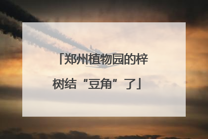 郑州植物园的梓树结“豆角”了