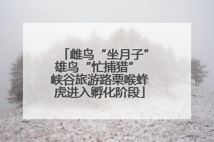 雌鸟“坐月子”雄鸟“忙捕猎” 峡谷旅游路栗喉蜂虎进入孵化阶段