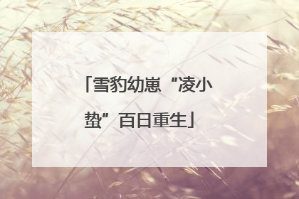 雪豹幼崽“凌小蛰”百日重生