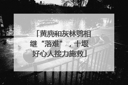 黄麂和灰林鸮相继“落难”，十堰好心人接力施救