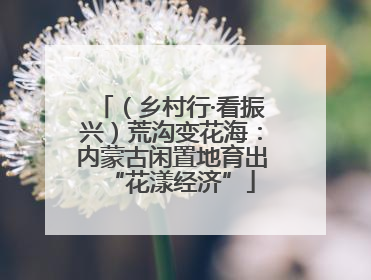 （乡村行·看振兴）荒沟变花海：内蒙古闲置地育出“花漾经济”