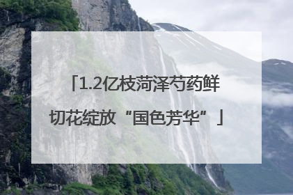 1.2亿枝菏泽芍药鲜切花绽放“国色芳华”
